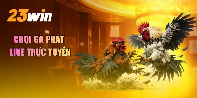 Chọi gà phát live trực tuyến